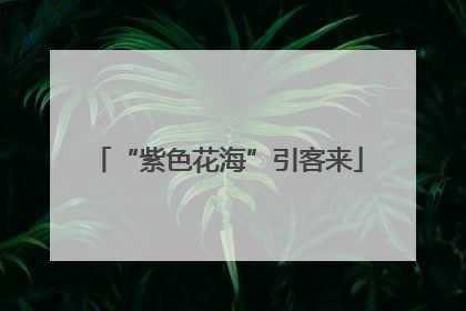 “紫色花海”引客来