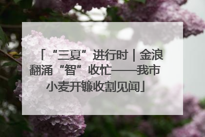 “三夏”进行时｜金浪翻涌“智”收忙——我市小麦开镰收割见闻