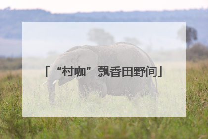 “村咖”飘香田野间
