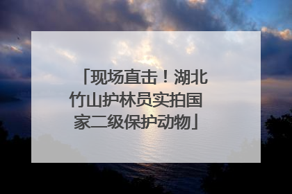现场直击！湖北竹山护林员实拍国家二级保护动物