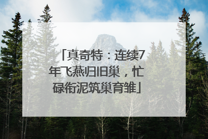 真奇特：连续7年飞燕归旧巢，忙碌衔泥筑巢育雏