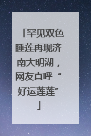 罕见双色睡莲再现济南大明湖，网友直呼“好运莲莲”