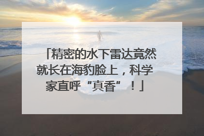 精密的水下雷达竟然就长在海豹脸上，科学家直呼“真香”！