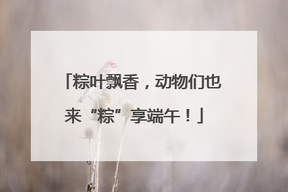 粽叶飘香，动物们也来“粽”享端午！