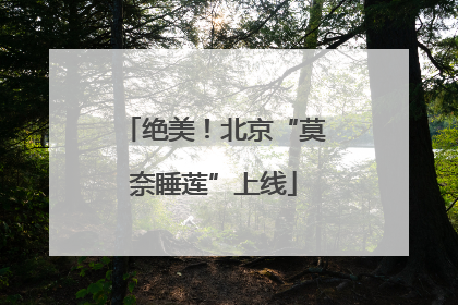 绝美！北京“莫奈睡莲”上线
