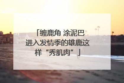 缠鹿角 涂泥巴 进入发情季的雄鹿这样“秀肌肉”