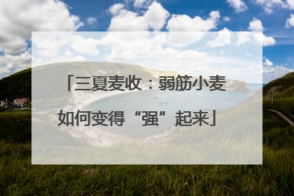 三夏麦收：弱筋小麦如何变得“强”起来