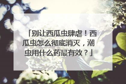 别让西瓜虫肆虐！西瓜虫怎么彻底消灭，潮虫用什么药最有效？