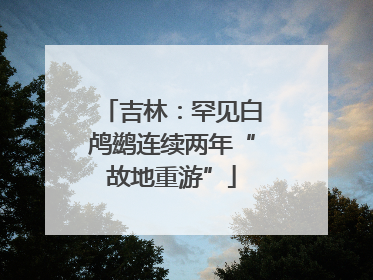 吉林：罕见白鸬鹚连续两年“故地重游”