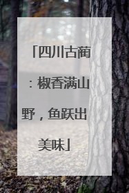 四川古蔺：椒香满山野，鱼跃出美味