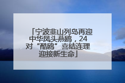 宁波韭山列岛再迎中华凤头燕鸥，24对“酷鸥”喜结连理迎接新生命