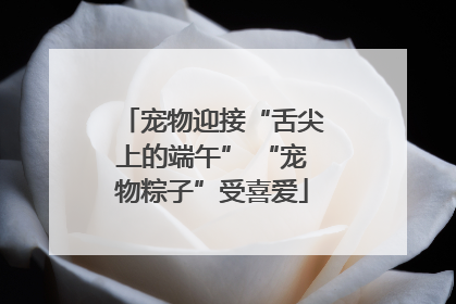 宠物迎接“舌尖上的端午” “宠物粽子”受喜爱