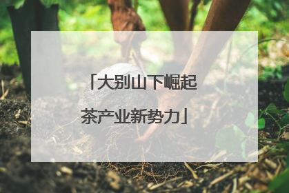 大别山下崛起茶产业新势力