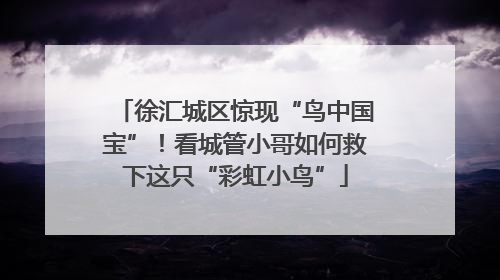 徐汇城区惊现“鸟中国宝”！看城管小哥如何救下这只“彩虹小鸟”