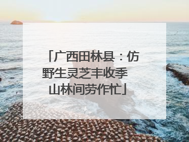 广西田林县：仿野生灵芝丰收季 山林间劳作忙