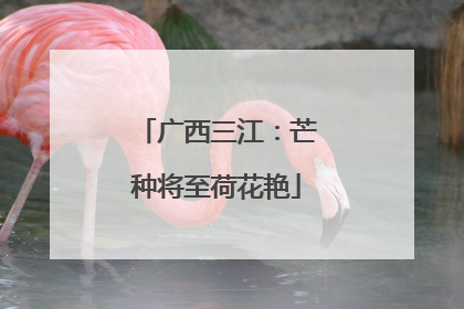 广西三江：芒种将至荷花艳