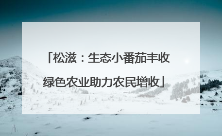 松滋：生态小番茄丰收 绿色农业助力农民增收