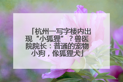 杭州一写字楼内出现“小狐狸”？兽医院院长：普通的宠物小狗，像狐狸犬