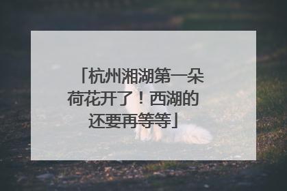 杭州湘湖第一朵荷花开了！西湖的还要再等等