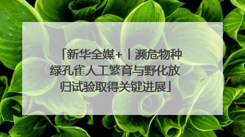 新华全媒+丨濒危物种绿孔雀人工繁育与野化放归试验取得关键进展