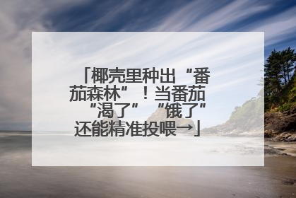 椰壳里种出“番茄森林”！当番茄“渴了”“饿了”还能精准投喂→
