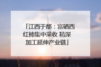 江西于都：富硒西红柿集中采收 精深加工延伸产业链