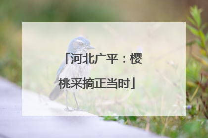河北广平：樱桃采摘正当时