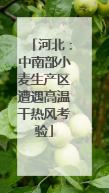 河北：中南部小麦生产区遭遇高温干热风考验