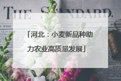 河北：小麦新品种助力农业高质量发展
