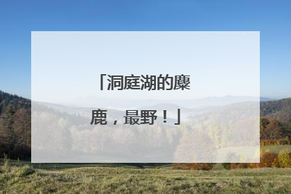 洞庭湖的麋鹿，最野！