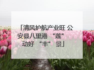清风护航产业旺 公安县八里港 “莲” 动好 “丰” 景
