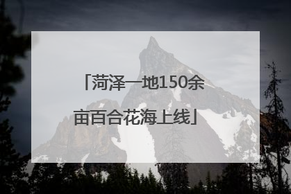 菏泽一地150余亩百合花海上线