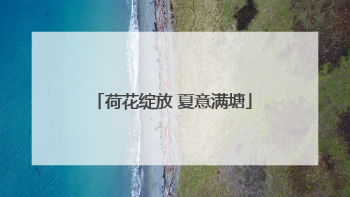 荷花绽放 夏意满塘