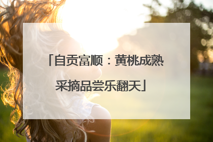 自贡富顺：黄桃成熟 采摘品尝乐翻天
