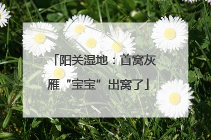 阳关湿地：首窝灰雁“宝宝”出窝了