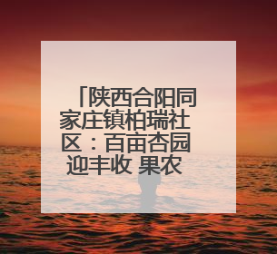 陕西合阳同家庄镇柏瑞社区：百亩杏园迎丰收 果农走上“杏”福路