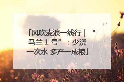 风吹麦浪一线行｜“马兰 1 号”：少浇一次水 多产一成粮