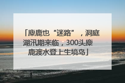 麋鹿也“迷路”，洞庭湖汛期来临，300头麋鹿渡水登上生境岛