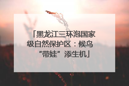 黑龙江三环泡国家级自然保护区：候鸟“带娃”添生机