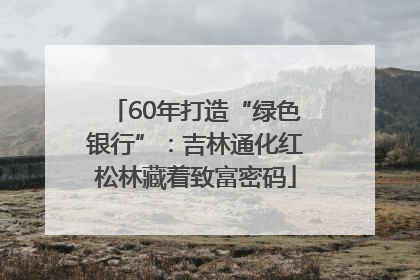 60年打造“绿色银行”：吉林通化红松林藏着致富密码