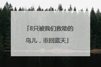 8只被我们救助的鸟儿，重回蓝天